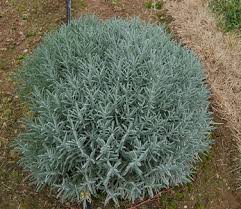 Lavandula x intermedia 'Phenomenal' #1