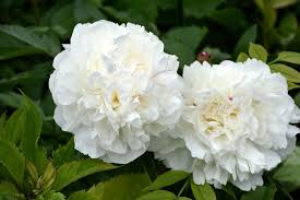 Paeonia 'Double White' #2