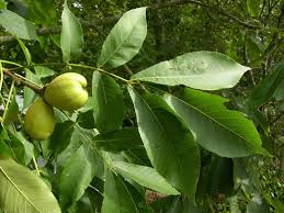 Carya lacinosa 'Shellbark Hickory' Tree 1" cal.