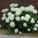 HYDRANGEA ARBORESCENS 'INCREDIBALL' - #3