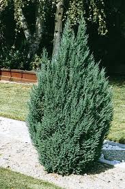 Juniperus chinensis 'Blue Point'