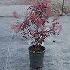Cotinus coggygria 'Londus' Dusky Maiden Smoketree' #3
