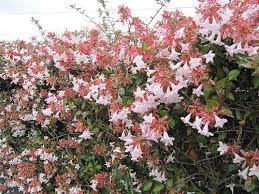 Abelia grandiflora #3