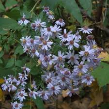Symphyotrichum cordifolium 'Wood Aster'