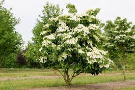 Cornus kousa var. chinensis #5