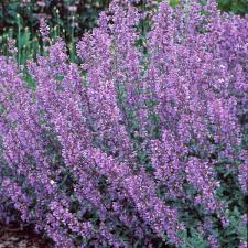 Nepeta faassenii 'Walkers Low' #1