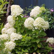Hydrangea pan. ‘Jane Litt’