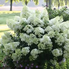 Hydrangea pan. ‘BOBO’ #3