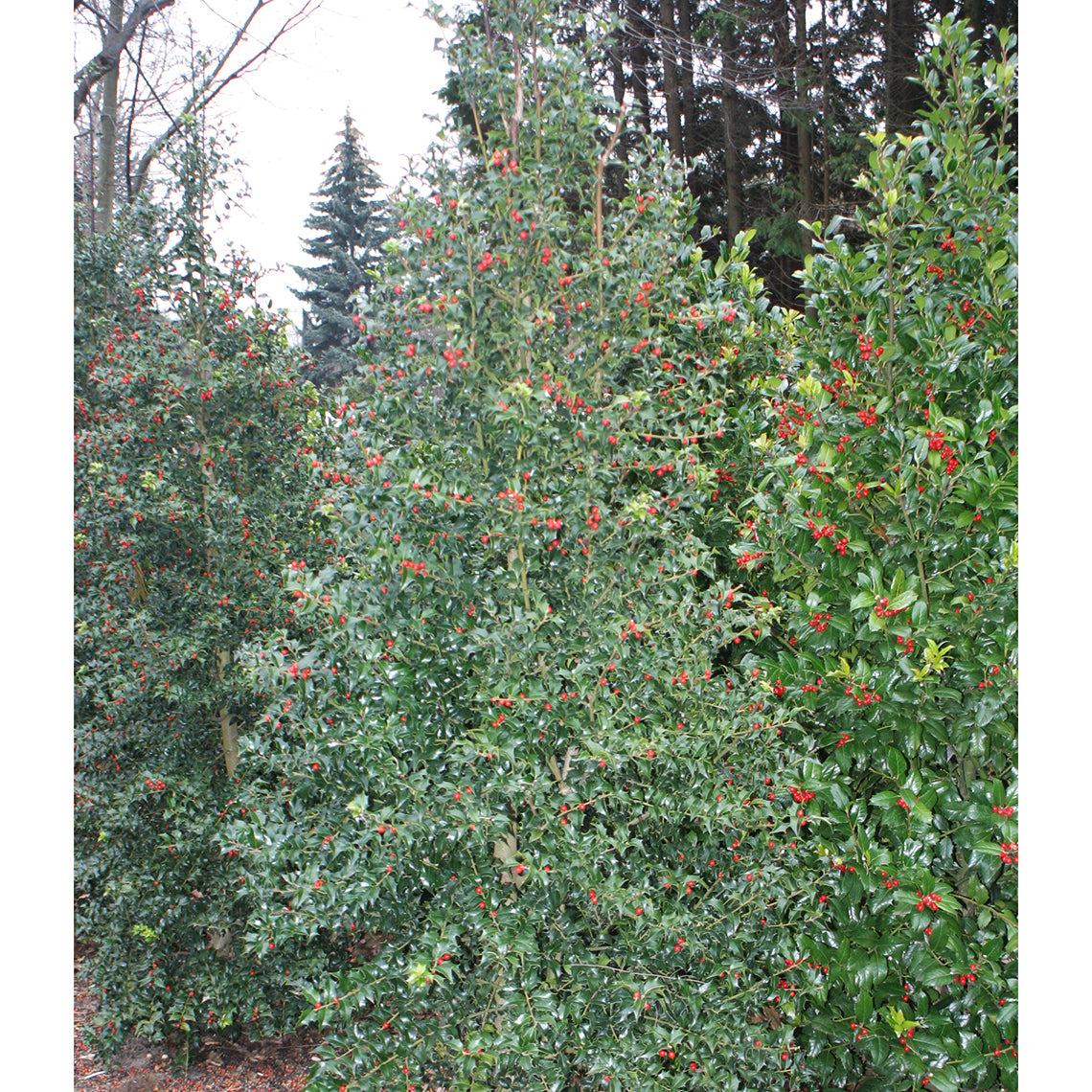 Ilex x aquipernyi 'Dragon Lady Holly'