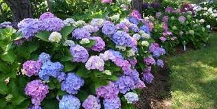 Hydrangea macrophylla 'Endless Summer' - #3