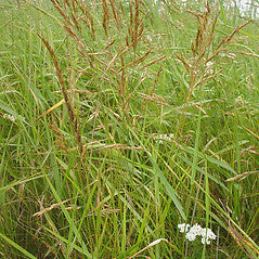 Festuca rubra 'red fescue' #1