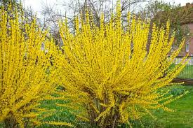 Forsythia intermedia 'Lynwood'