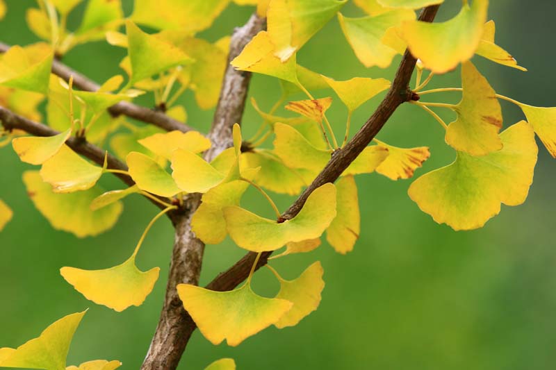 Ginkgo biloba