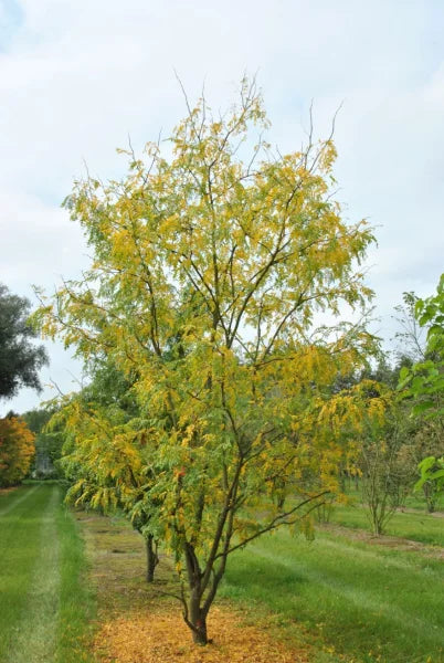 Gleditsia triacanthos 'Skyline'