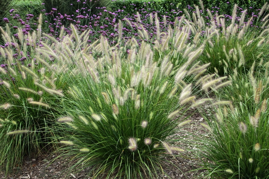 Pennisetum alopecuroides 'HameIn'