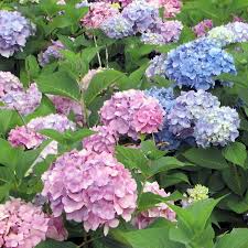 Hydrangea macro. 'Nikkos Blue'