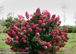 Hydrangea paniculata 'SMHPFL'