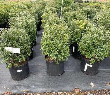 Ilex glabra 'Densa'