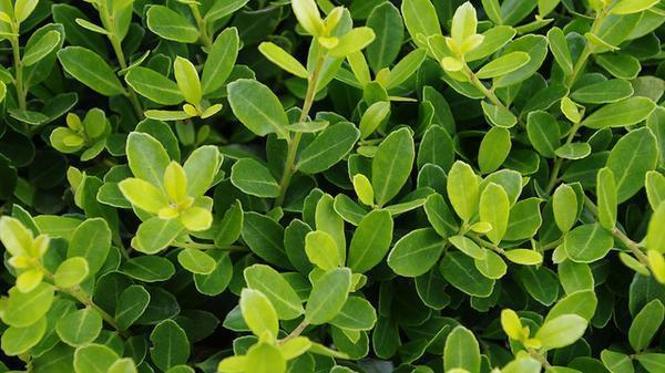 Ilex crenata 'Helleri' #3
