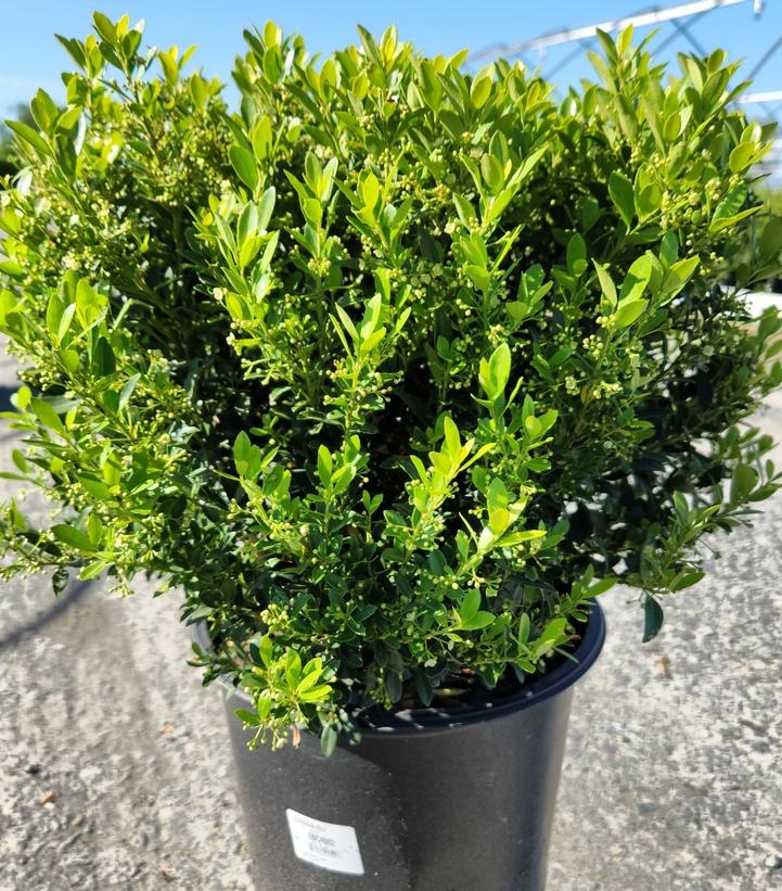 Ilex crenata 'Hoogendorn' #3