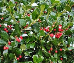 Ilex cornuta 'Burfordii Nana'