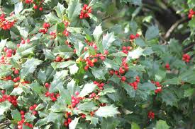 Ilex opaca 'American Holly'