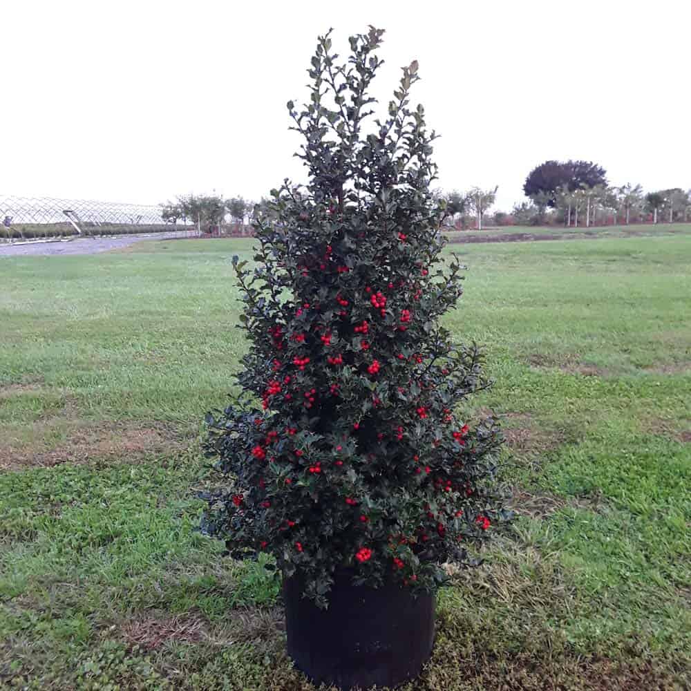 Ilex x meserveae 'Red Beauty'