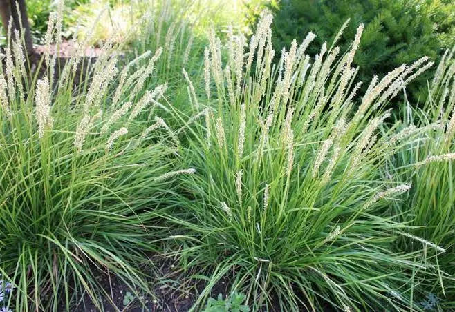 Sesleria autumnalis - Autumn Moor Grass - #1