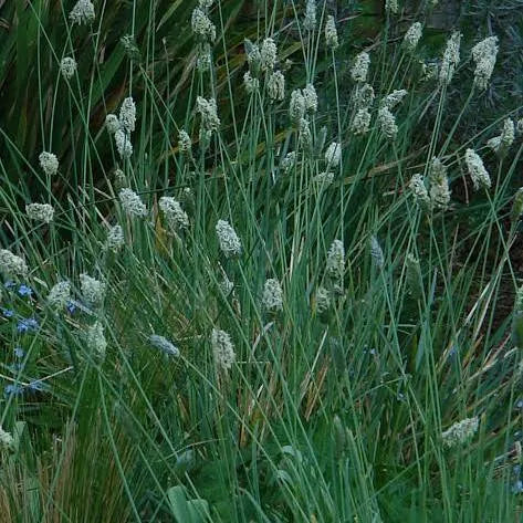Sesleria nitida 'Gray Moor Grass' #1
