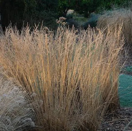 Molinia caerulea - #1