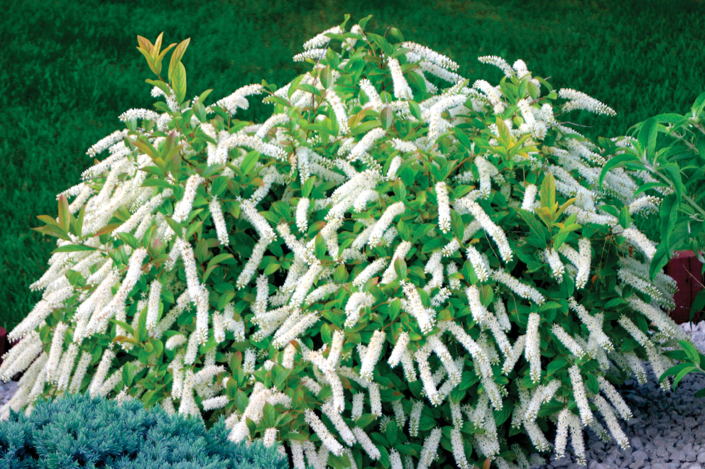 Itea virginica 'Little Henry' (PW)