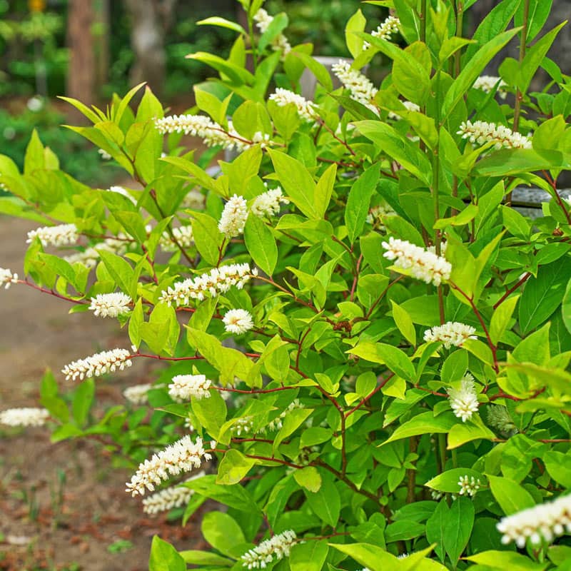 Itea virginica 'Merlot'