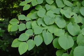 Cercidiphyllum japonicum