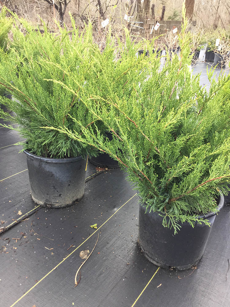 Juniperus chinensis 'Sea Green'