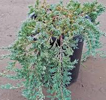 Juniperus horizontalis ‘Wiltonii’ Blue rug