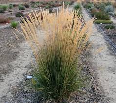 Calamagrostis a. 'Karl Foerster' #3