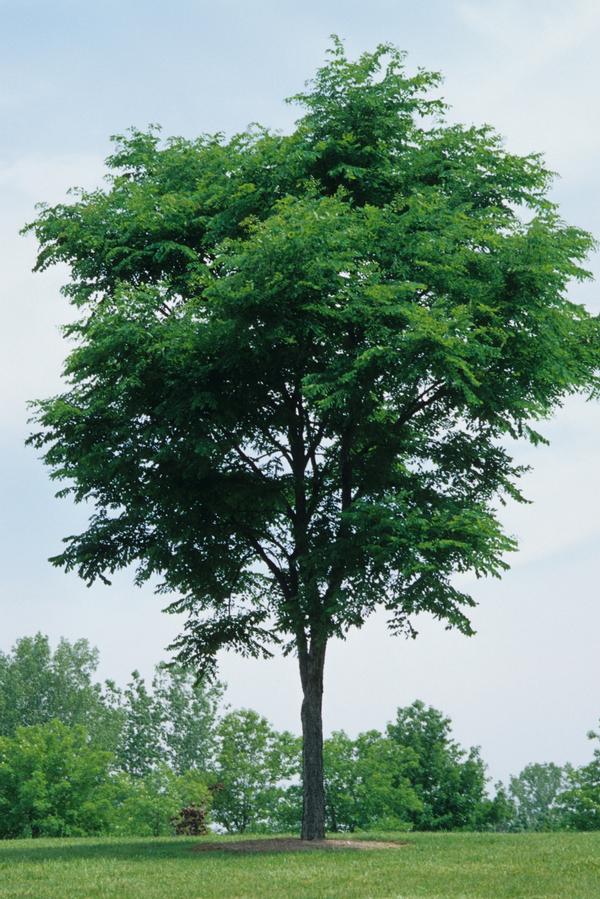 Gymnocladus dioicus 'Kentucky Coffee Tree'