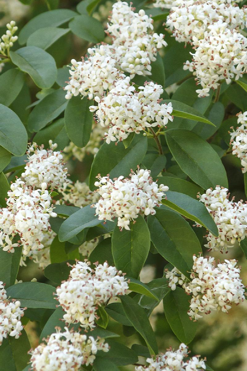 Ligustrum ovalifilium