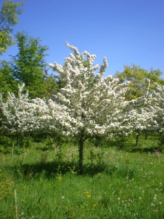 Malus x zumi 'Calocarpa'