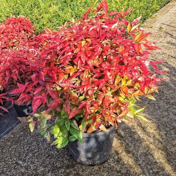 Nandina domestica 'Lemon Lime'