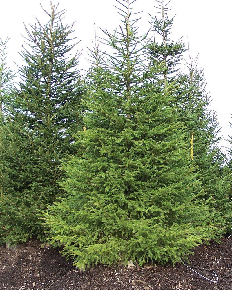 Picea abies