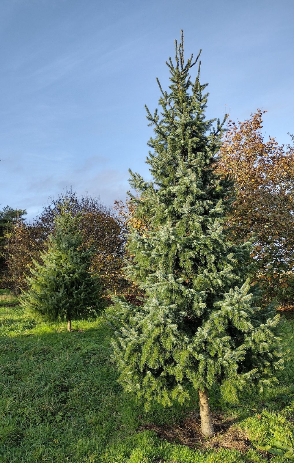 Picea omorika