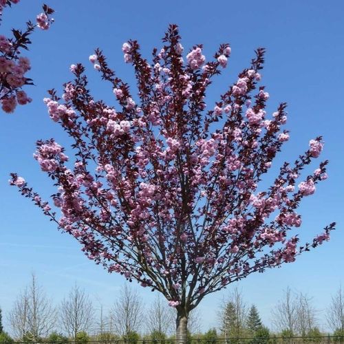 Prunus serrulata ‘Royal Burgundy’