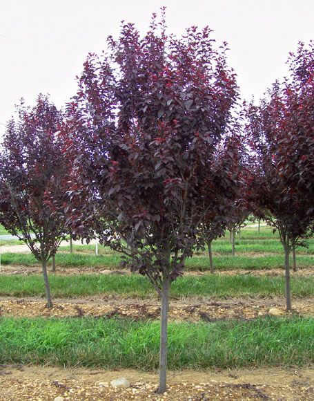 Prunus cerasifera 'Krauter Vesuvius'