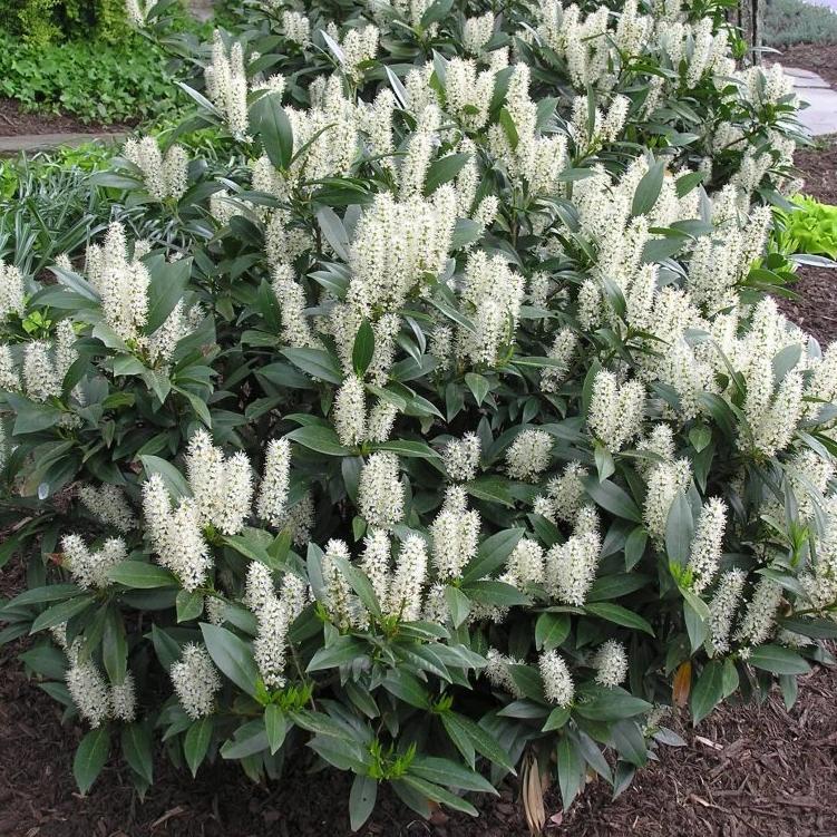 Prunus laurocerasus 'Otto Luyken' #10/24"