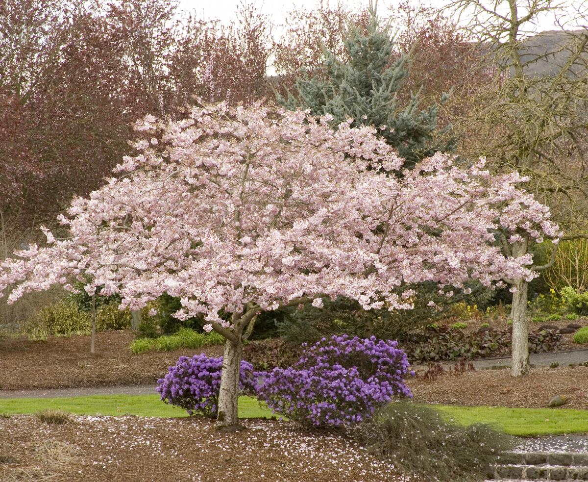 Prunus x yedoensis 'Akebono'