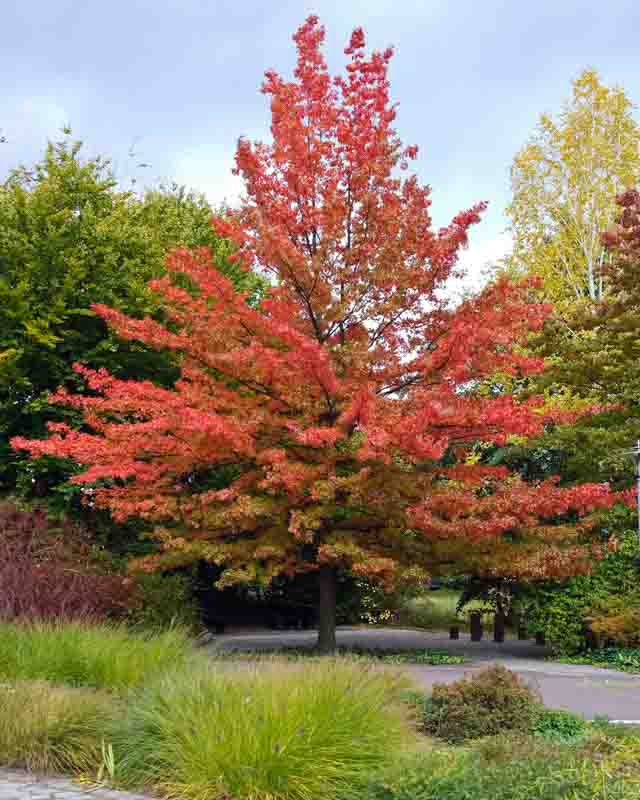 Quercus palustris