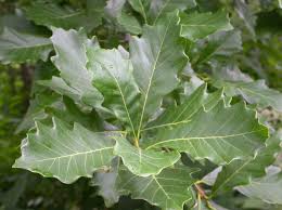 Quercus bicolor 'Swamp White Oak' 1-1.5" CAL - IN GROUND