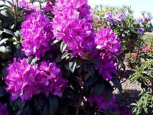 Rhododendron 'Anah Kruschke'