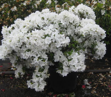 Rhododendron 'Delaware Valley White'